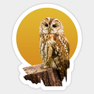 Tawny Owl Sticker